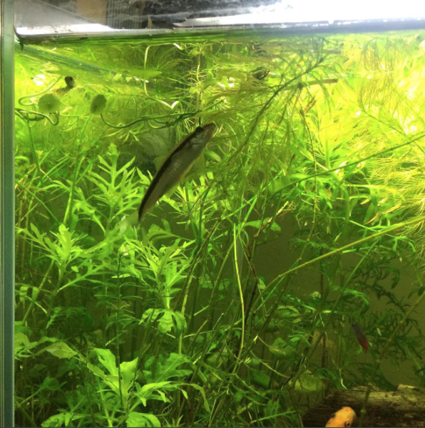 Ảnh chụp Màn hình 2016-05-17 lúc 12.17.43