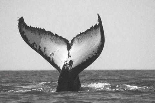 tumblr_lyk6yrilNB1qc6bmco1_500