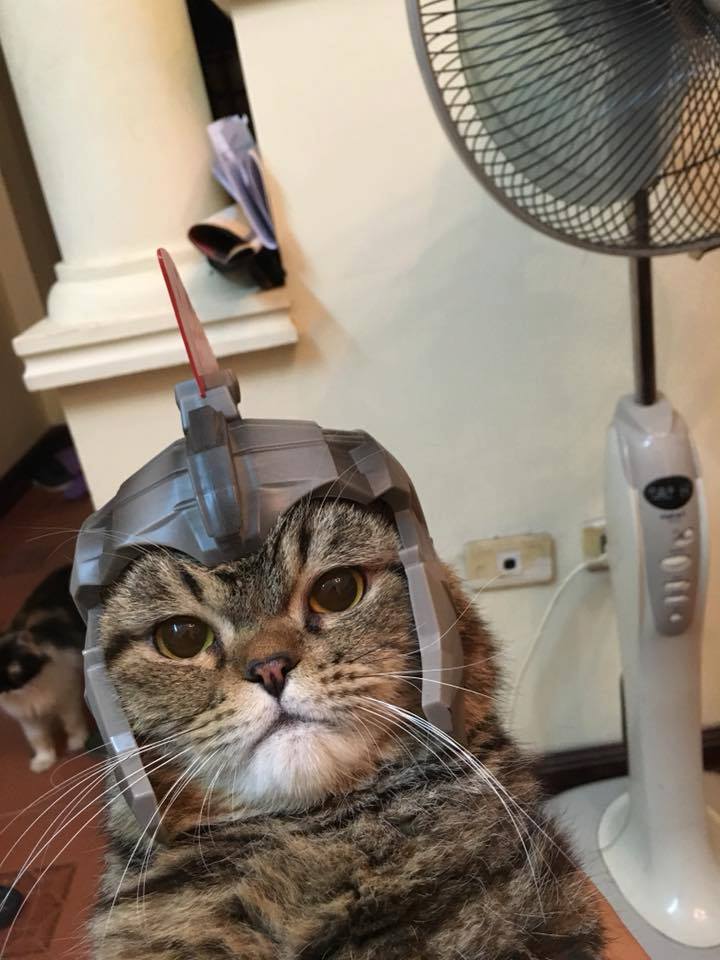 23755821_1771025636249575_2311019308615104776_n