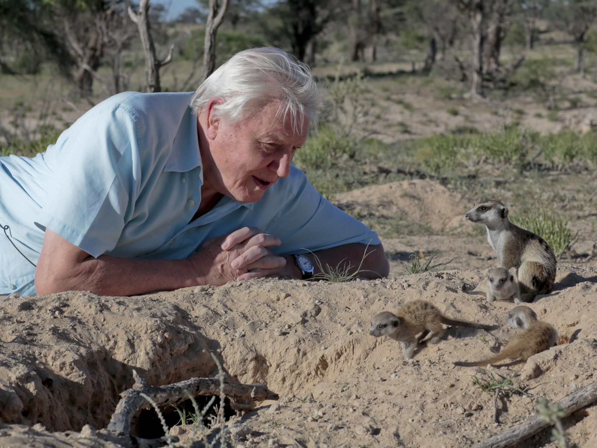 David-Attenborough.jpg