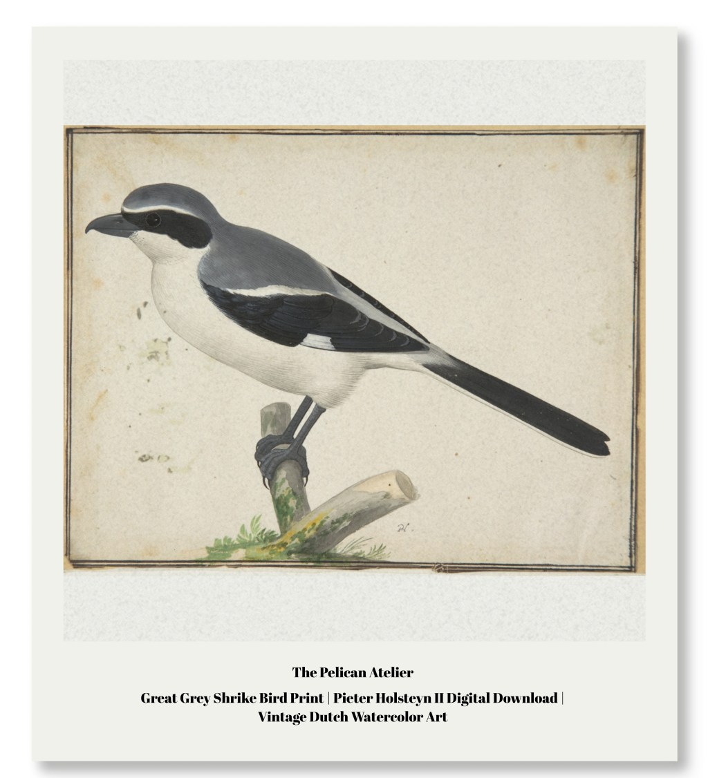 ※6: The Quiet Elegance of Pieter Holsteyn II’s Great Grey&nbsp;Shrike
